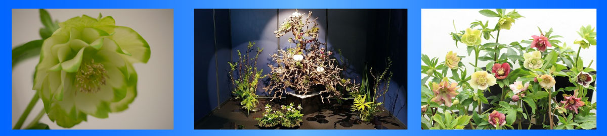 著作権保護のため画像保存禁止