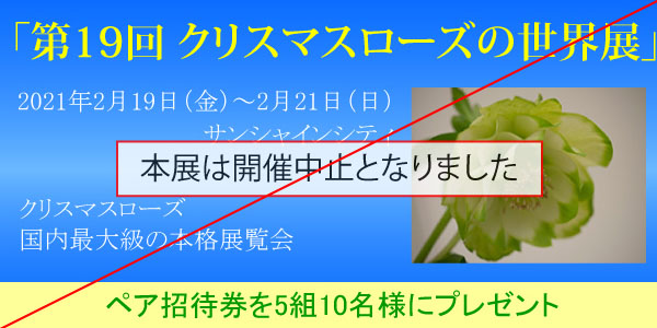 クリスマスローズ