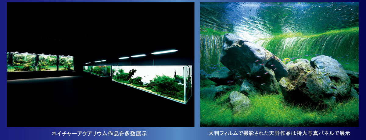 著作権保護のため画像保存禁止