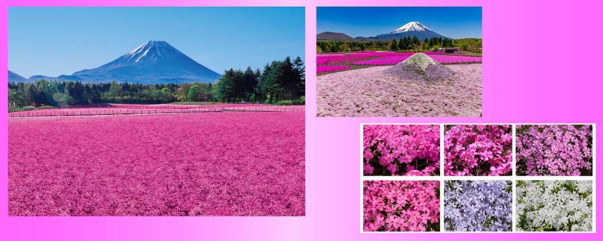 タイトルバナー