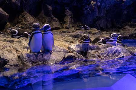 ペンギンもイチャイチャの画像