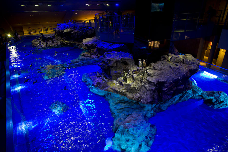 すみだ水族館、2012年5月内覧会にて撮影