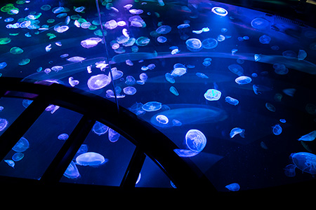 すみだ水族館、2020年7月撮影