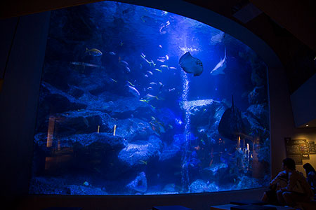 すみだ水族館、2012年5月内覧会にて撮影