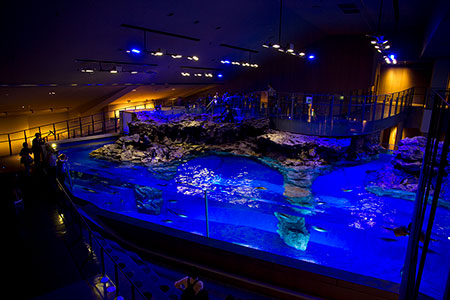 すみだ水族館、2012年5月内覧会にて撮影