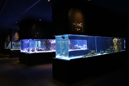 すみだ水族館、2012年5月内覧会にて撮影