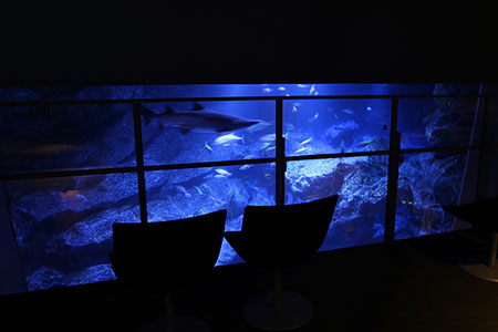 すみだ水族館、2012年5月内覧会にて撮影