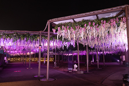 『東京メガイルミ』の画像